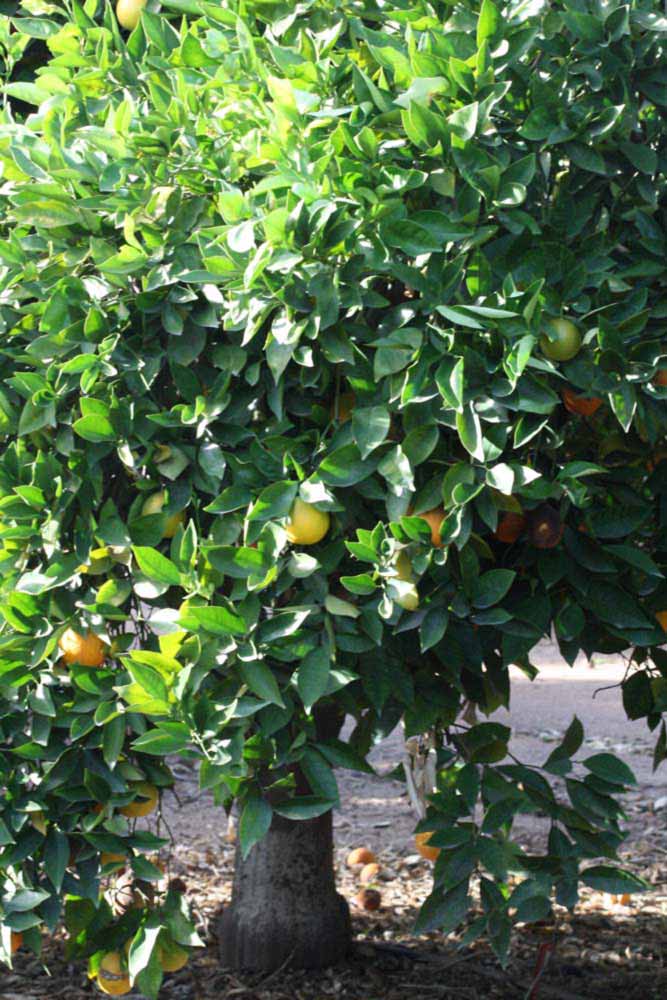            Habit (Riverside, CA)   